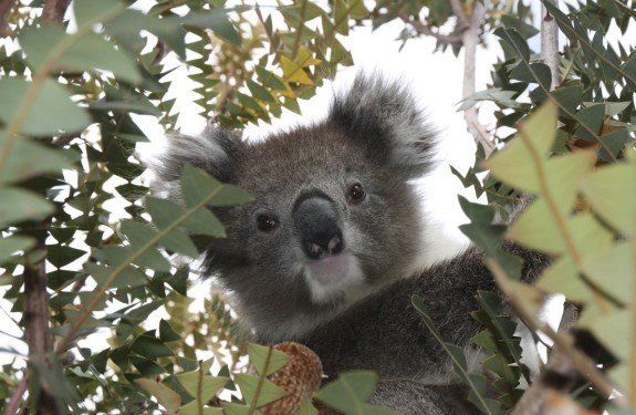 Niesamowite zwierzęta Australii